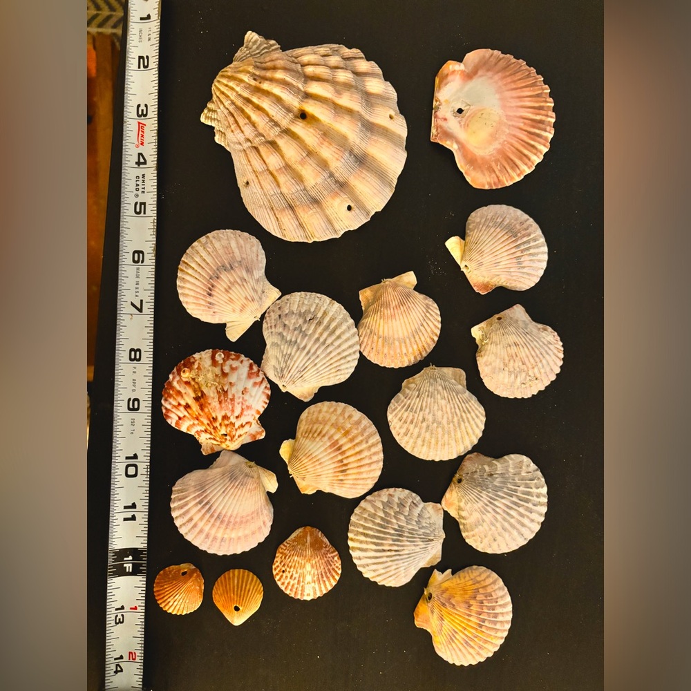 Pre-drilled fancy seashell lot of 17 pieces